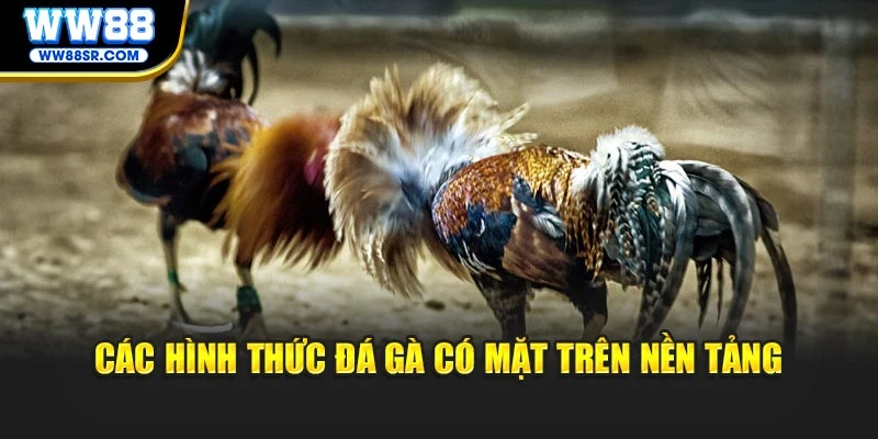 Các hình thức đá gà có mặt trên nền tảng