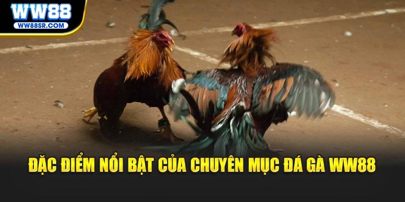 Đặc điểm nổi bật của chuyên mục đá gà WW88