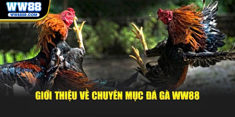 Giới thiệu về chuyên mục đá gà WW88